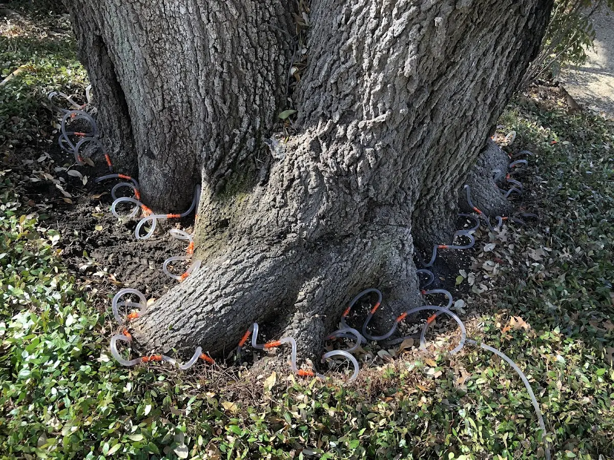 Detailed Shrub and Hedge Trimming job site in Giddings