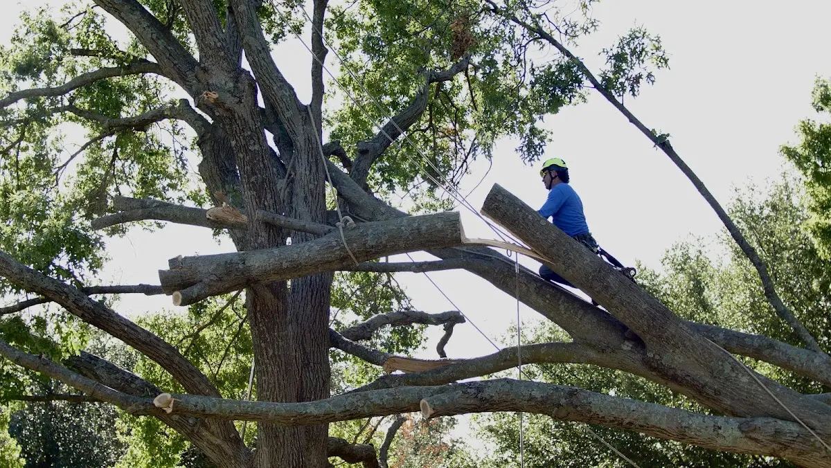 Professional Crown Thinning performed by certified arborists in Giddings